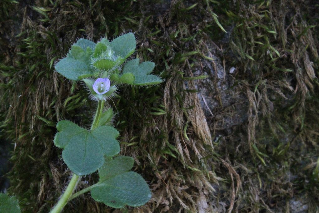 Veronica cymbalaria? no, Veronica hederifolia